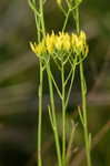 Pineland rayless goldenrod